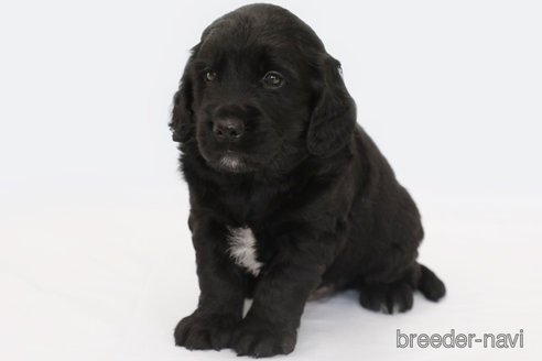 成約済の神奈川県のミックス犬-320357の1枚目